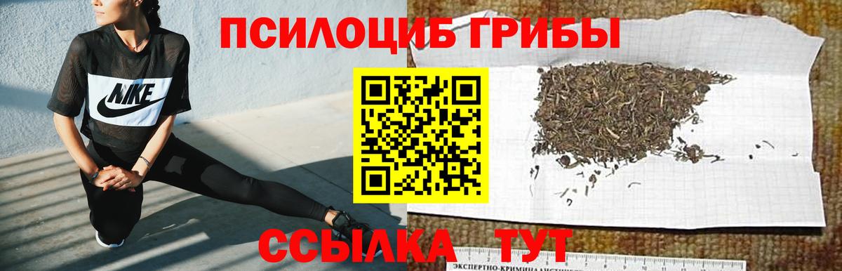 Чистополь  Псилоцибиновые грибы Psilocybe  Вход с VPN 